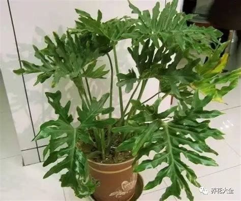 觀賞葉植物|100種常見觀葉植物圖鑑，史上最全！